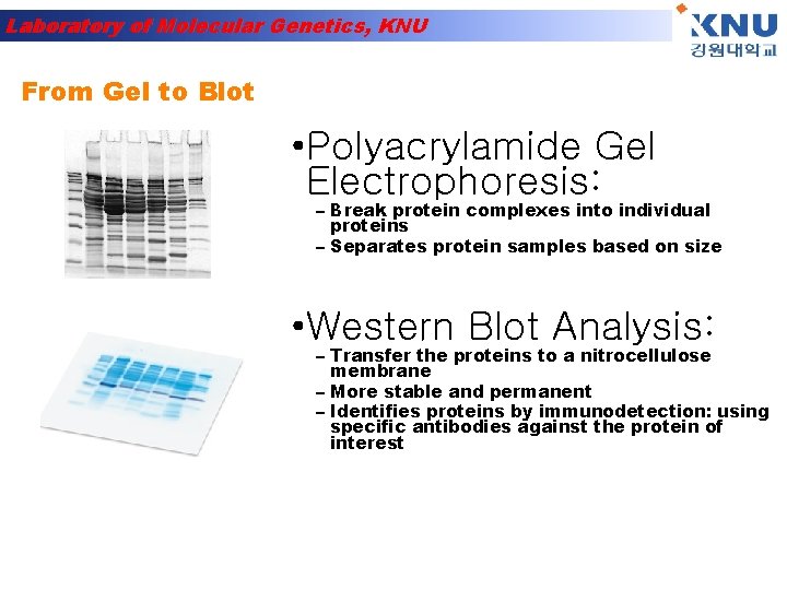 Laboratory of Molecular Genetics, KNU From Gel to Blot • Polyacrylamide Gel Electrophoresis: –