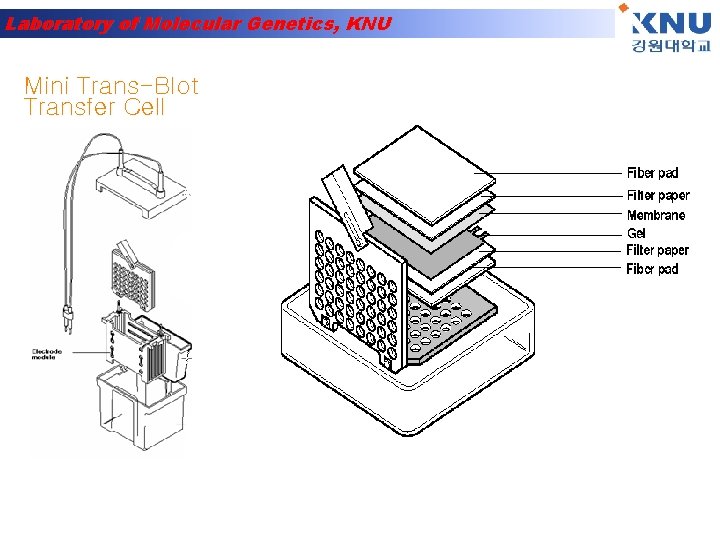 Laboratory of Molecular Genetics, KNU Mini Trans-Blot Transfer Cell 