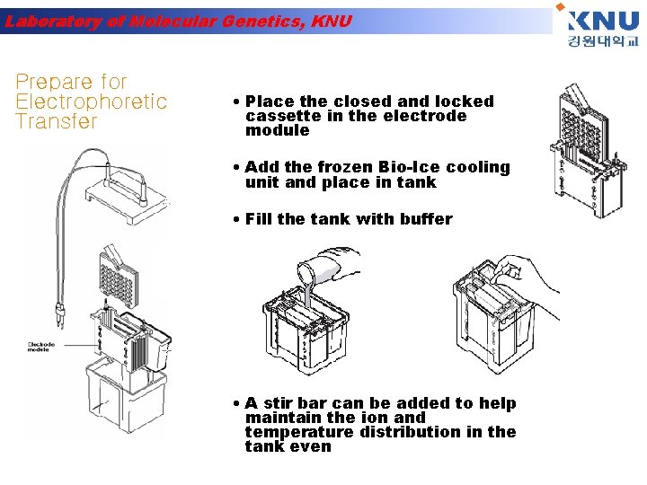 Laboratory of Molecular Genetics, KNU Prepare for Electrophoretic Transfer • Place the closed and