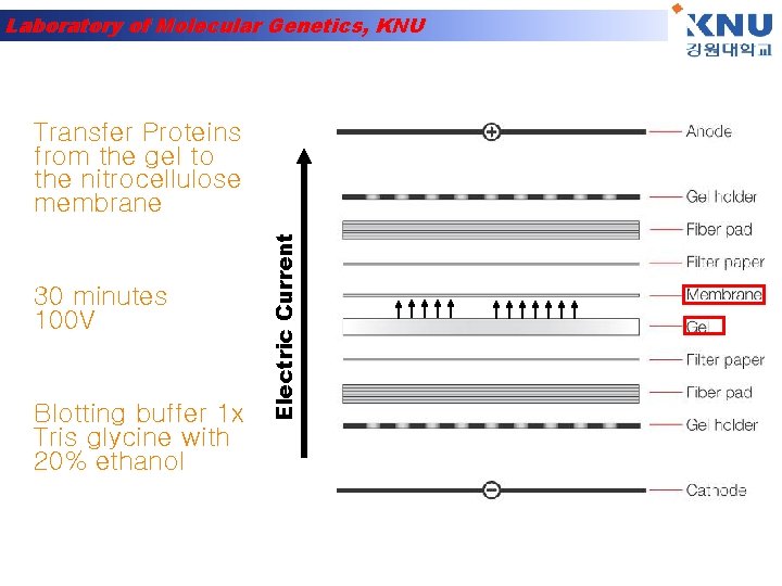 Laboratory of Molecular Genetics, KNU 30 minutes 100 V Blotting buffer 1 x Tris