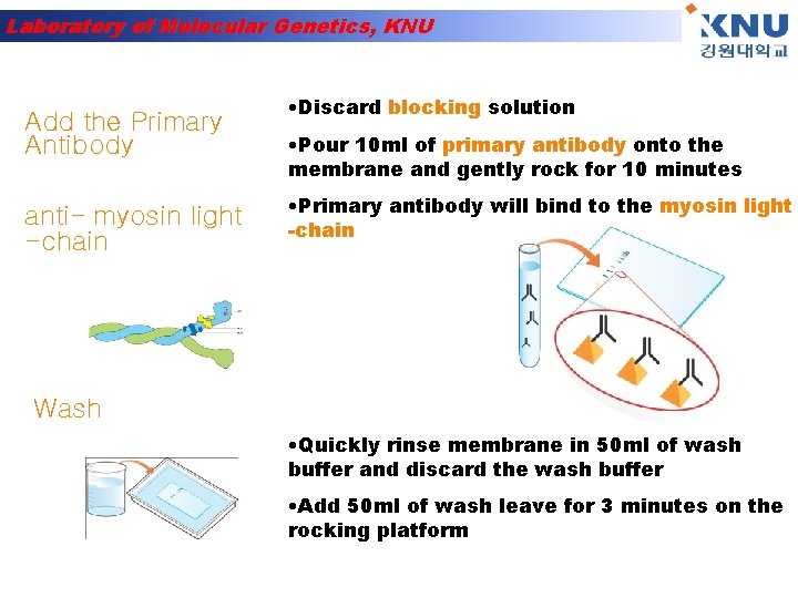 Laboratory of Molecular Genetics, KNU Add the Primary Antibody anti- myosin light -chain •