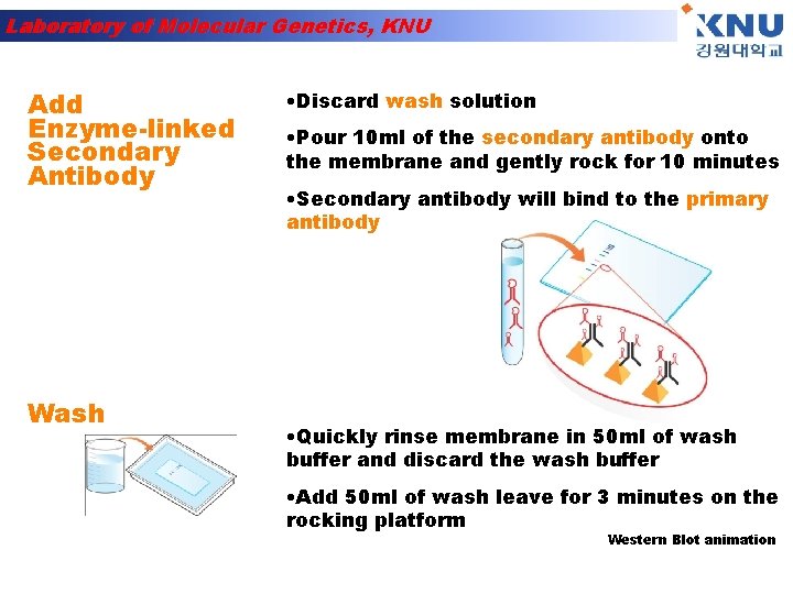 Laboratory of Molecular Genetics, KNU Add Enzyme-linked Secondary Antibody Wash • Discard wash solution