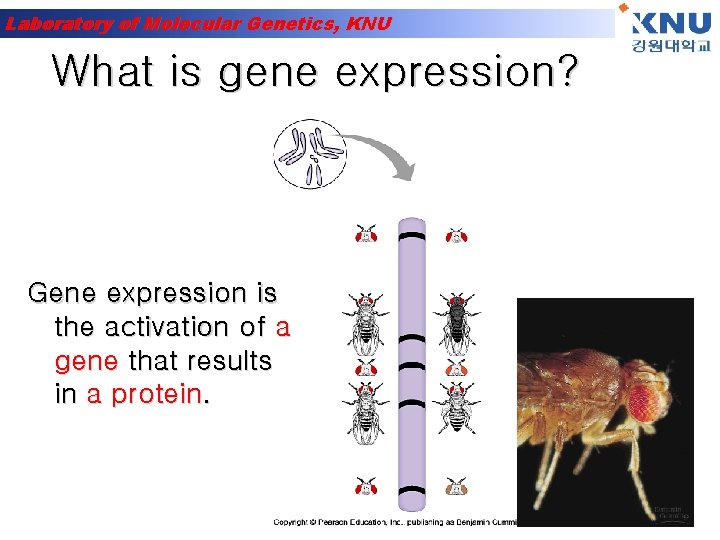 Laboratory of Molecular Genetics, KNU What is gene expression? Gene expression is the activation