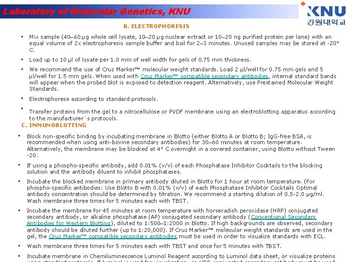 Laboratory of Molecular Genetics, KNU B. ELECTROPHORESIS • Mix sample (40– 60 µg whole