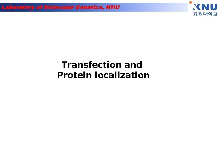 Laboratory of Molecular Genetics, KNU Transfection and Protein localization 