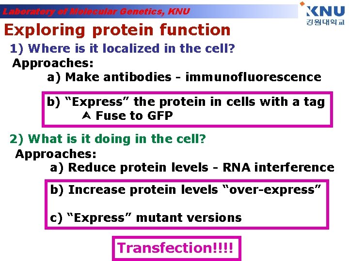 Laboratory of Molecular Genetics, KNU Exploring protein function 1) Where is it localized in