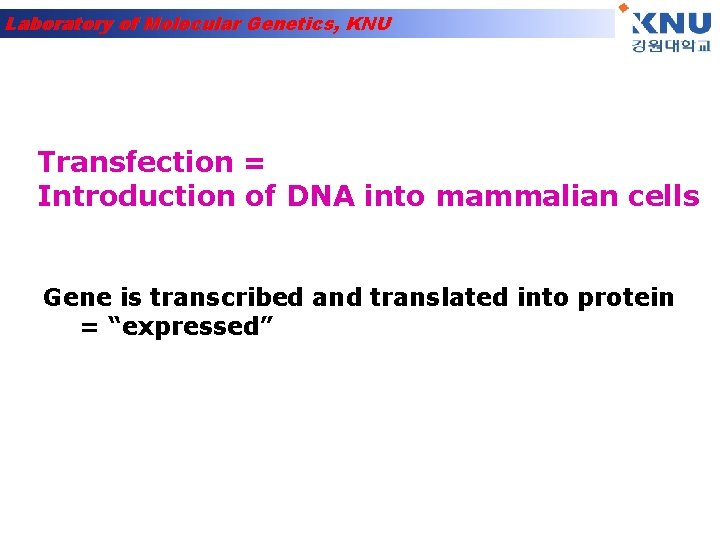 Laboratory of Molecular Genetics, KNU Transfection = Introduction of DNA into mammalian cells Gene