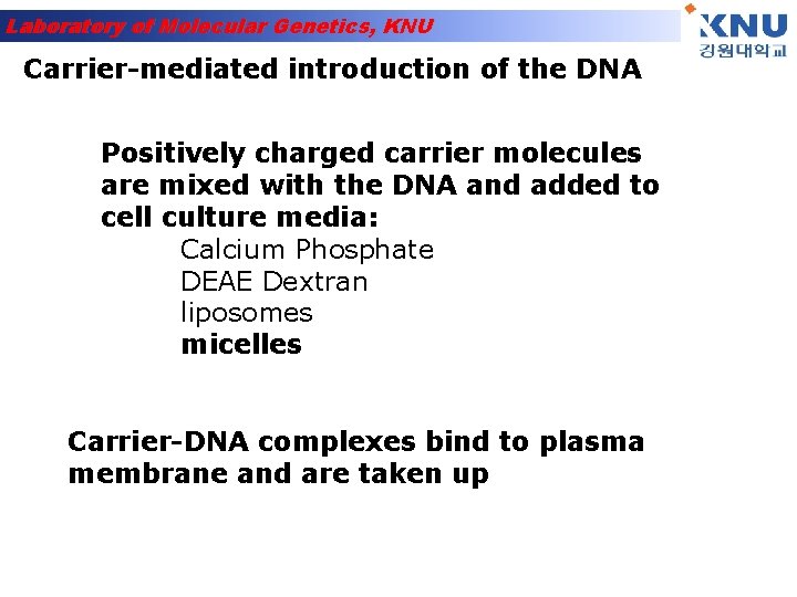 Laboratory of Molecular Genetics, KNU Carrier-mediated introduction of the DNA Positively charged carrier molecules