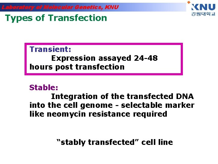Laboratory of Molecular Genetics, KNU Types of Transfection Transient: Expression assayed 24 -48 hours