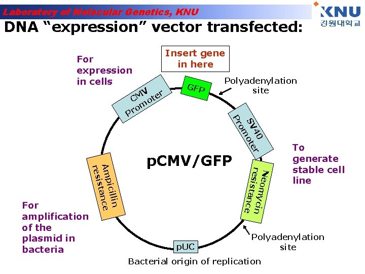 Laboratory of Molecular Genetics, KNU DNA “expression” vector transfected: Insert gene in here For