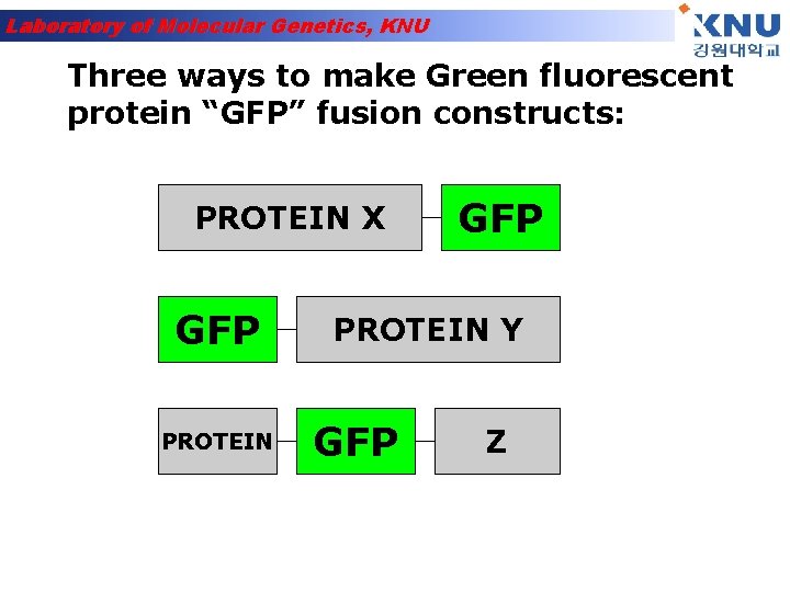Laboratory of Molecular Genetics, KNU Three ways to make Green fluorescent protein “GFP” fusion