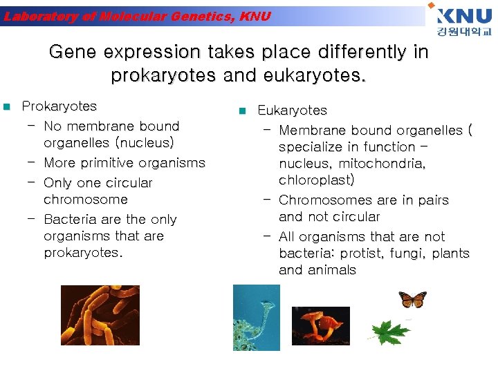 Laboratory of Molecular Genetics, KNU Gene expression takes place differently in prokaryotes and eukaryotes.