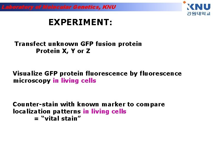 Laboratory of Molecular Genetics, KNU EXPERIMENT: Transfect unknown GFP fusion protein Protein X, Y