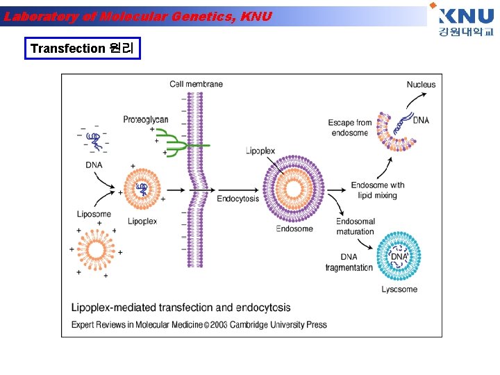 Laboratory of Molecular Genetics, KNU Transfection 원리 