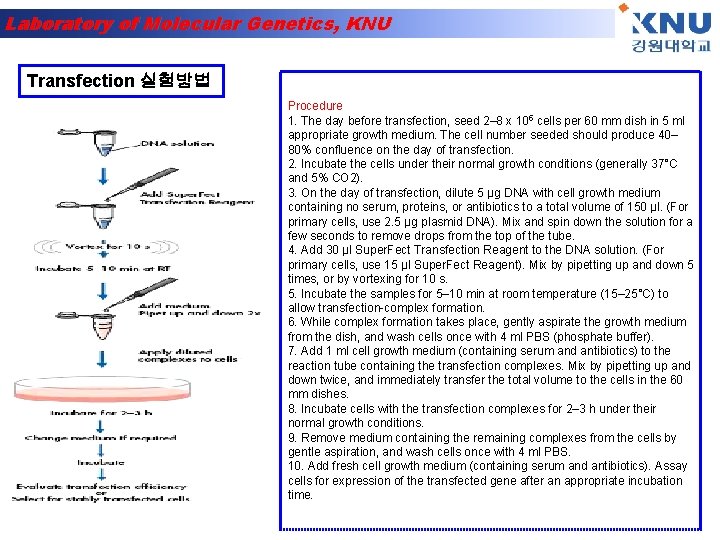 Laboratory of Molecular Genetics, KNU Transfection 실험방법 Procedure 1. The day before transfection, seed