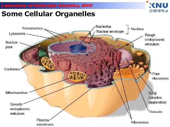 Laboratory of Molecular Genetics, KNU Some Cellular Organelles 
