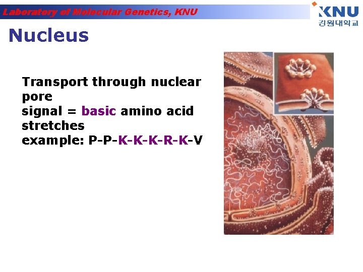 Laboratory of Molecular Genetics, KNU Nucleus Transport through nuclear pore signal = basic amino