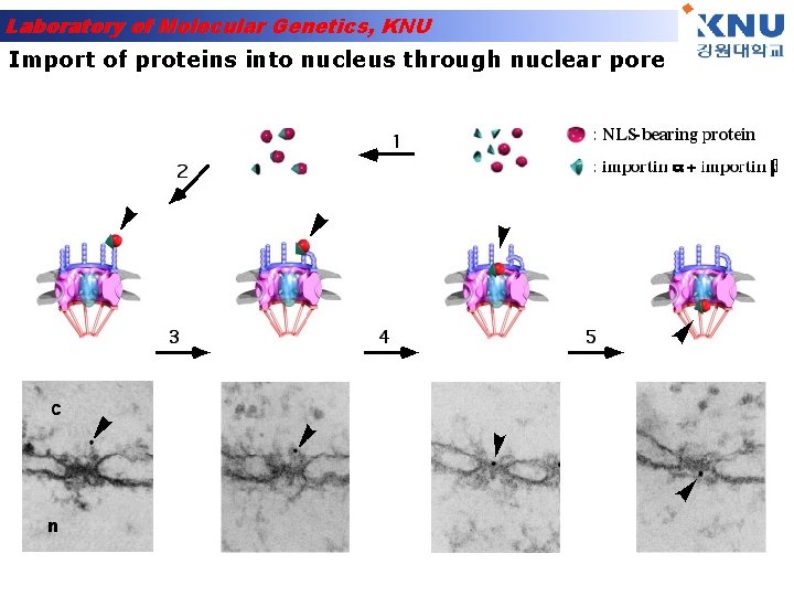 Laboratory of Molecular Genetics, KNU Import of proteins into nucleus through nuclear pore 