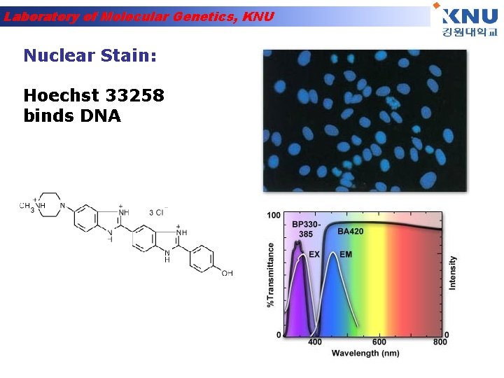 Laboratory of Molecular Genetics, KNU Nuclear Stain: Hoechst 33258 binds DNA 