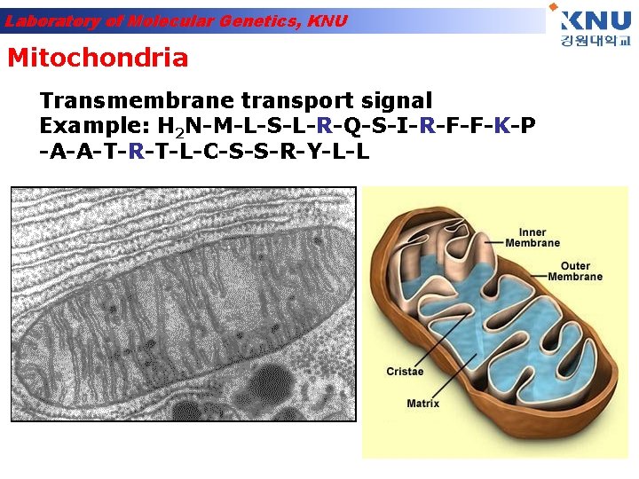 Laboratory of Molecular Genetics, KNU Mitochondria Transmembrane transport signal Example: H 2 N-M-L-S-L-R-Q-S-I-R-F-F-K-P -A-A-T-R-T-L-C-S-S-R-Y-L-L