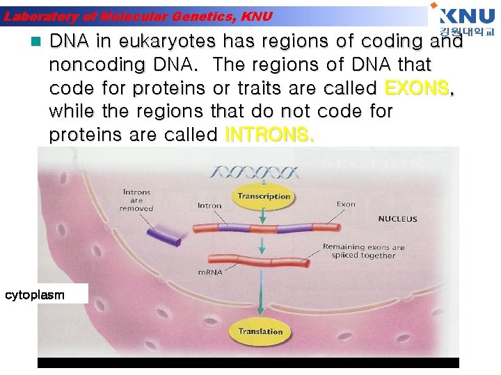 Laboratory of Molecular Genetics, KNU n DNA in eukaryotes has regions of coding and