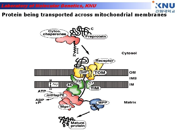 Laboratory of Molecular Genetics, KNU Protein being transported across mitochondrial membranes 