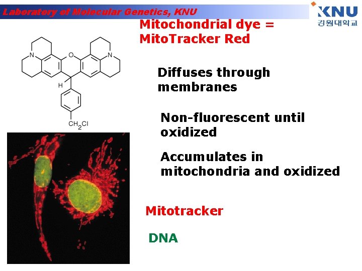 Laboratory of Molecular Genetics, KNU Mitochondrial dye = Mito. Tracker Red Diffuses through membranes