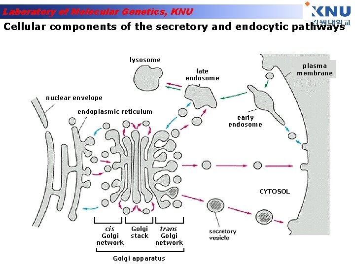 Laboratory of Molecular Genetics, KNU Cellular components of the secretory and endocytic pathways lysosome