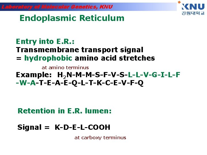Laboratory of Molecular Genetics, KNU Endoplasmic Reticulum Entry into E. R. : Transmembrane transport