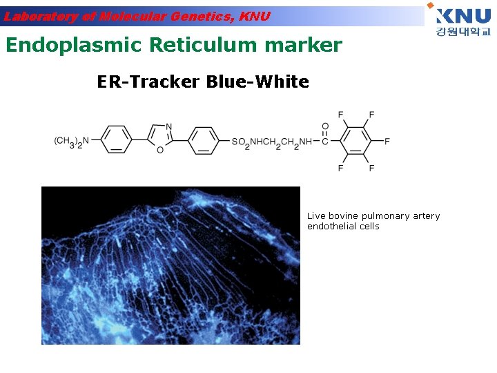 Laboratory of Molecular Genetics, KNU Endoplasmic Reticulum marker ER-Tracker Blue-White Live bovine pulmonary artery