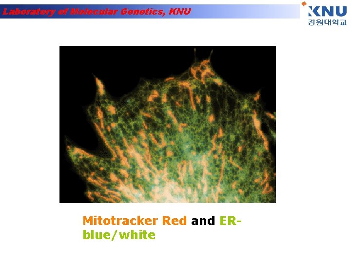 Laboratory of Molecular Genetics, KNU Mitotracker Red and ERblue/white 