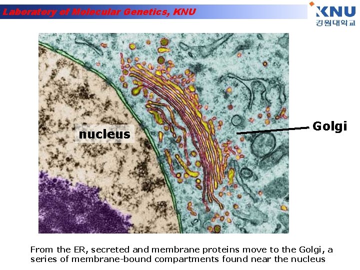 Laboratory of Molecular Genetics, KNU nucleus Golgi From the ER, secreted and membrane proteins
