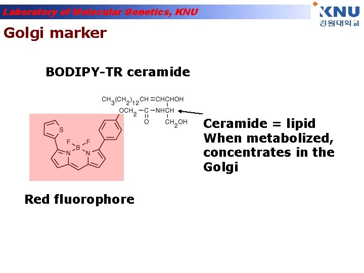 Laboratory of Molecular Genetics, KNU Golgi marker BODIPY-TR ceramide Ceramide = lipid When metabolized,
