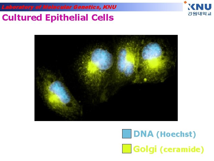 Laboratory of Molecular Genetics, KNU Cultured Epithelial Cells DNA (Hoechst) Golgi (ceramide) 