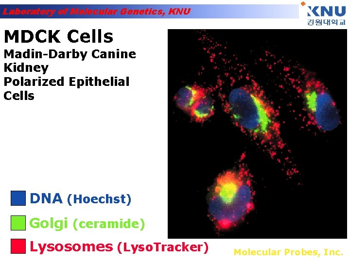 Laboratory of Molecular Genetics, KNU MDCK Cells Madin-Darby Canine Kidney Polarized Epithelial Cells DNA