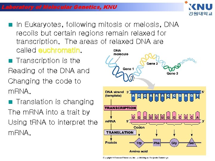 Laboratory of Molecular Genetics, KNU In Eukaryotes, following mitosis or meiosis, DNA recoils but