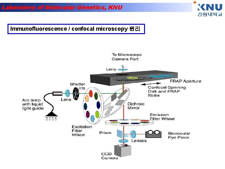 Laboratory of Molecular Genetics, KNU Immunofluorescence / confocal microscopy 원리 