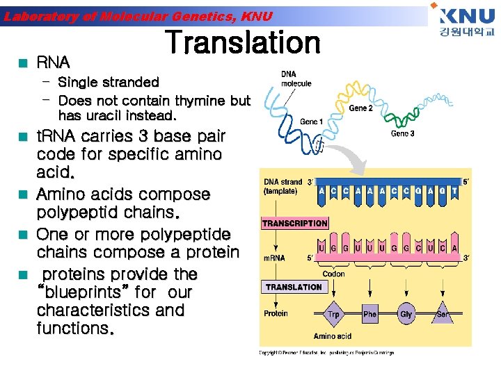 Laboratory of Molecular Genetics, KNU n RNA Translation – Single stranded – Does not