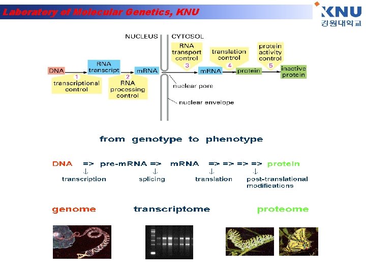 Laboratory of Molecular Genetics, KNU 