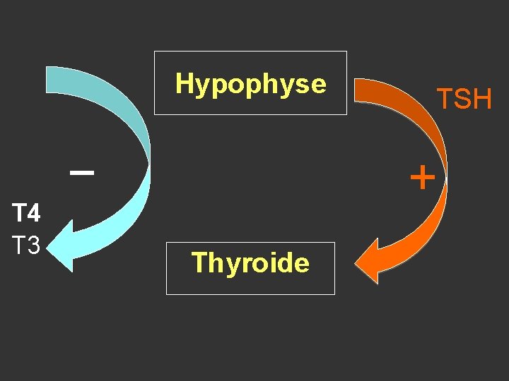 Hypophyse T 4 T 3 − TSH + Thyroide 