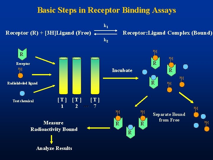Basic Steps in Receptor Binding Assays k 1 Receptor (R) + [3 H]Ligand (Free)