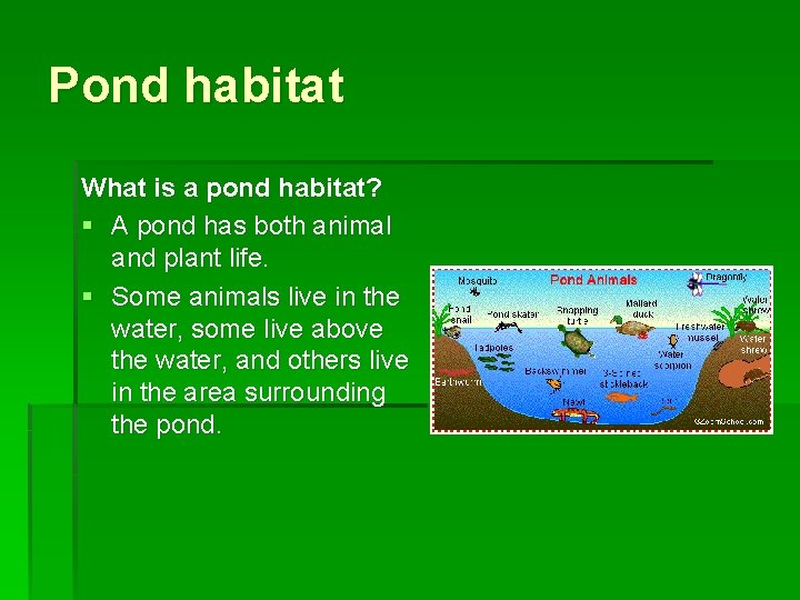 Pond habitat What is a pond habitat? § A pond has both animal and