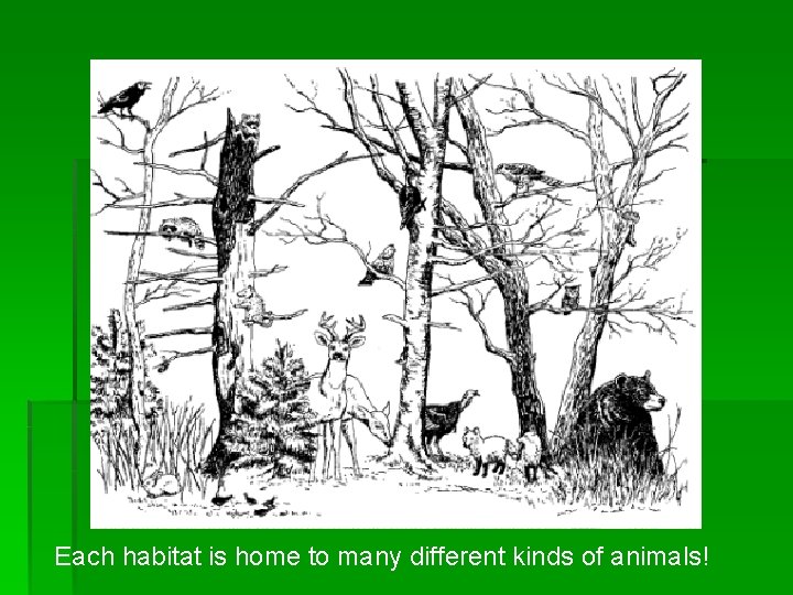 Each habitat is home to many different kinds of animals! 