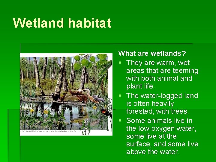 Wetland habitat What are wetlands? § They are warm, wet areas that are teeming