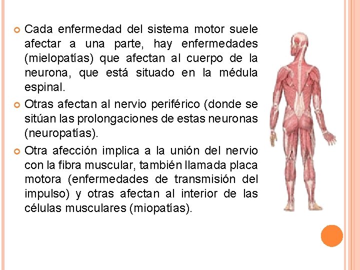 Cada enfermedad del sistema motor suele afectar a una parte, hay enfermedades (mielopatías) que