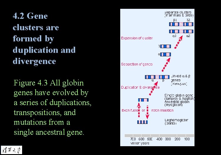 4. 2 Gene clusters are formed by duplication and divergence Figure 4. 3 All