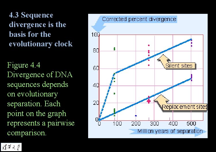 4. 3 Sequence divergence is the basis for the evolutionary clock Figure 4. 4