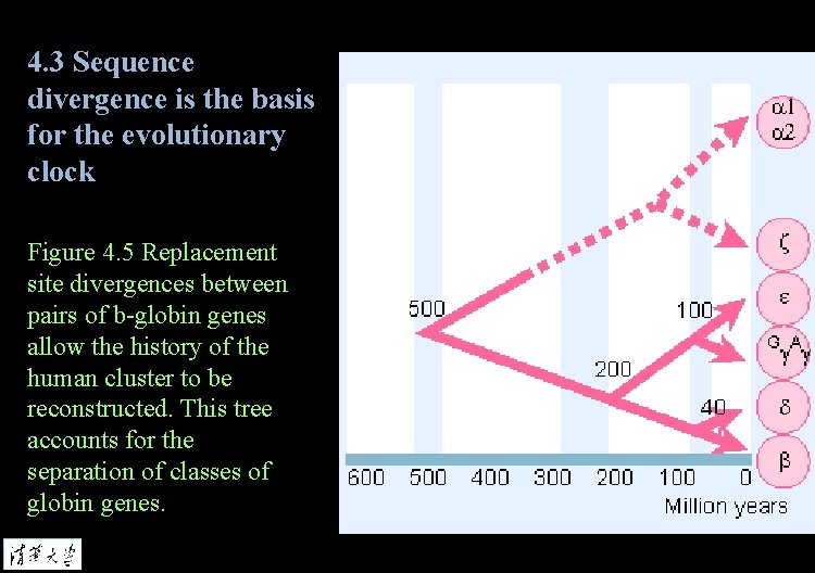 4. 3 Sequence divergence is the basis for the evolutionary clock Figure 4. 5