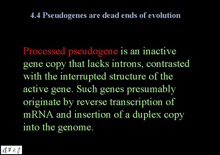 4. 4 Pseudogenes are dead ends of evolution Processed pseudogene is an inactive gene