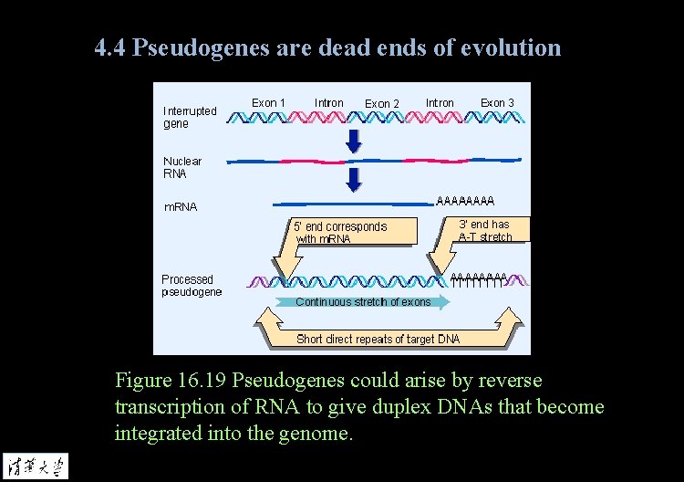 4. 4 Pseudogenes are dead ends of evolution Figure 16. 19 Pseudogenes could arise